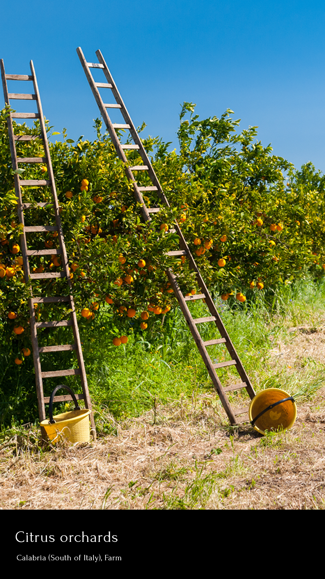 1.Citrus orchards