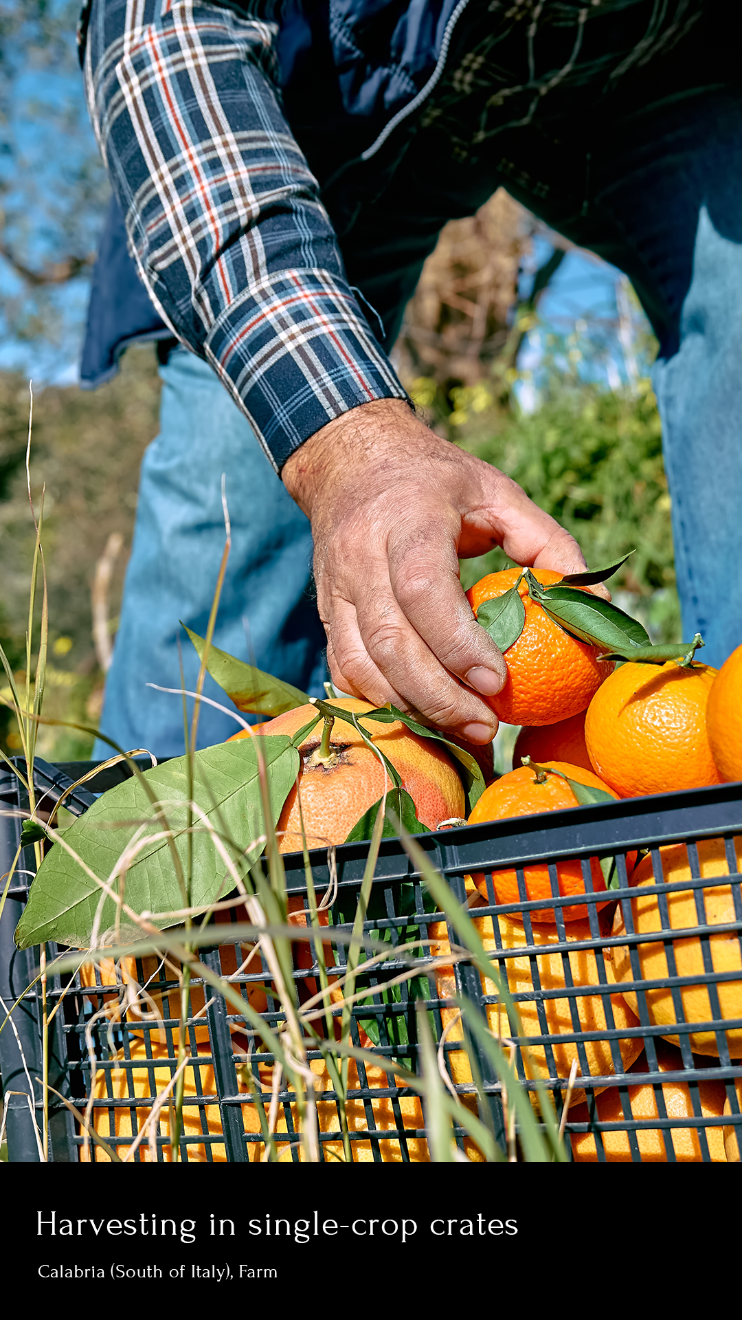 2.Harvesting in single-crop crates